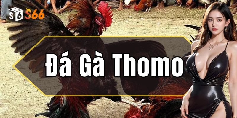 Những chiến lược cá cược đá gà Thomo nâng cao hiệu quả